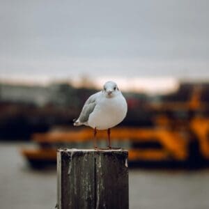 pexels-jan-reichelt-911302335-31065262