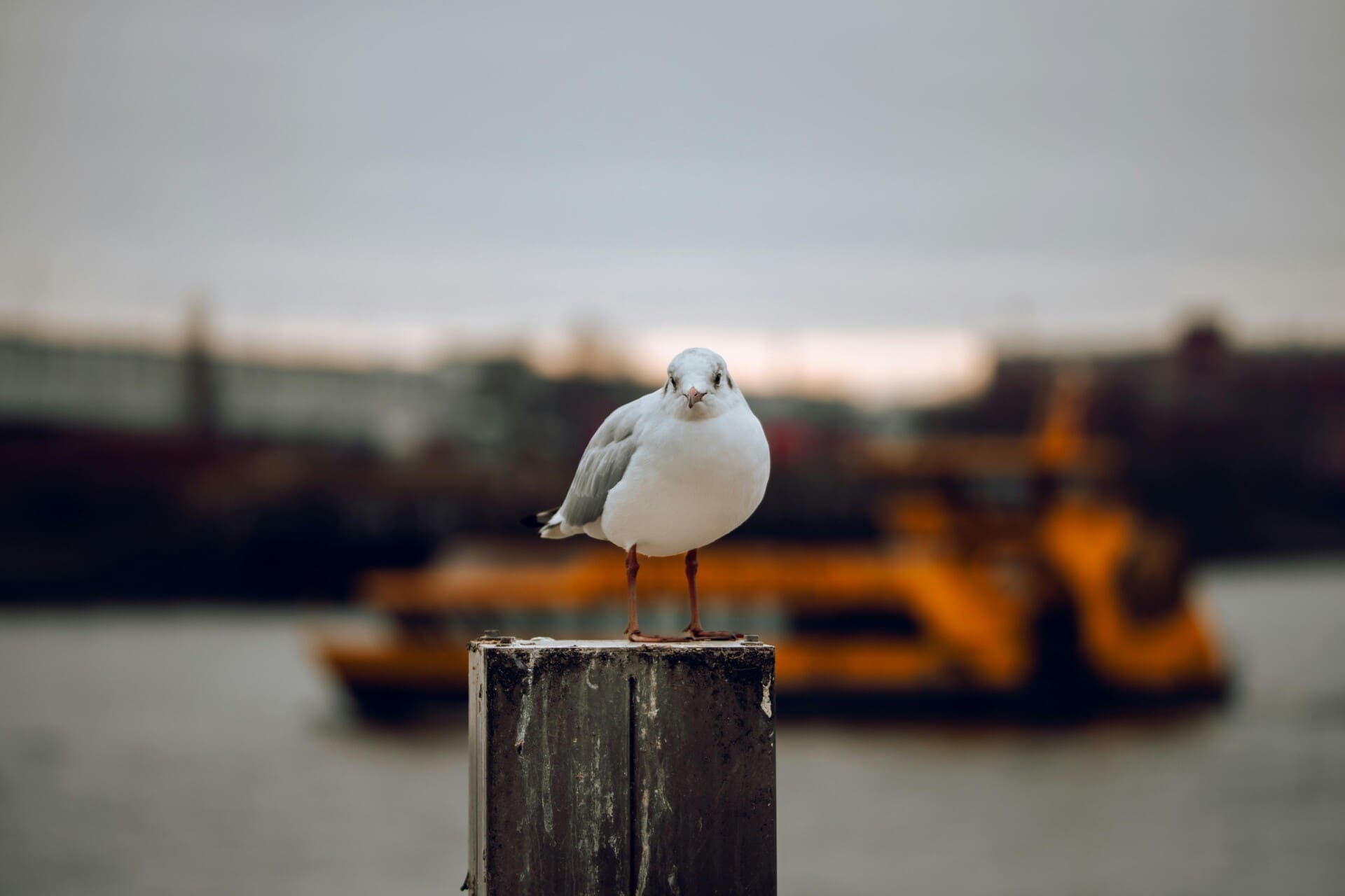 pexels-jan-reichelt-911302335-31065262